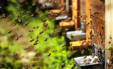 სამეგრელოში წარმოებული თაფლის პოტენციალი და ექსპორტის სირთულეები (ვიდეო)