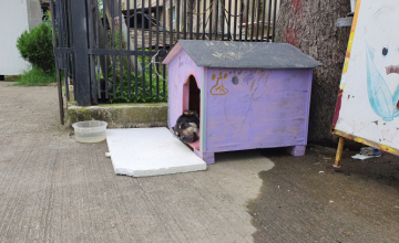 Новый дом для "Джеки" в Зугдиди и временный приют для бездомных животных в Сухуми