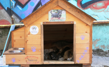 ზუგდიდში მიუსაფარ ძაღლსა და მის ლეკვებს სახლი დაუდგეს (ფოტო)