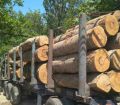 გასულ თვეს სამეგრელო-ზემო სვანეთში ხე-ტყის უკანონო მოპოვებისა და ტრანსპორტირების 7 ფაქტი გამოვლინდა