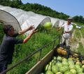Выращивание бахчевых культур в Абхазии и Самегрело