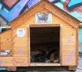 ზუგდიდში მიუსაფარ ძაღლსა და მის ლეკვებს სახლი დაუდგეს (ფოტო)