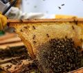 მუხურის ლაბორატორია მეგრული ფუტკრის გადასარჩენად (ვიდეო) 