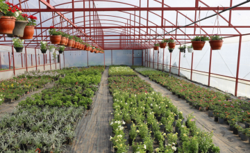 ყვავილების სამყარო – მიმზიდველი სილამაზე და სურნელება