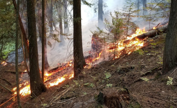 ტემპერატურის მატებასთან დაკავშირებით მოგიწოდებთ, არ დაანთოთ ცეცხლი ტყის ან ველის სიახლოვეს - საგანგებო სიტუაციების მართვის სამსახური