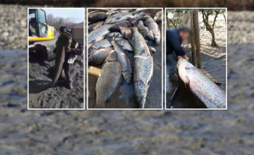 უნებლიე ეკოციდი თუ სამსახურებრივი გულგრილობა - რატომ გაივსო ენგურის სანაპირო თევზით (ფოტო/ვიდეო)