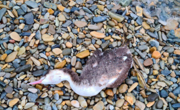 რატომ იღუპებიან ზღვის სანაპიროზე ფრინველები - აფხაზი ეკოლოგი სავარაუდო მიზეზებზე
