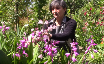 ლალის ბაღი სოფელ კახათში (ვიდეო)