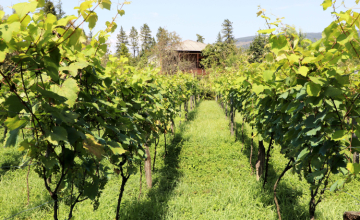 Перспективы виноделия в Самегрело и Абхазии