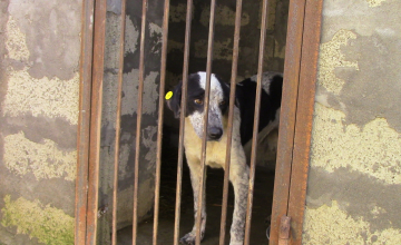 თავშესაფარი თუ განაჩენი - ვიდეორეპორტაჟი ოზურგეთიდან 