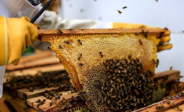 მუხურის ლაბორატორია მეგრული ფუტკრის გადასარჩენად (ვიდეო) 