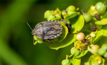 „აზიური ფაროსანას“ წინააღმდეგ ბრძოლისთვის 13 მილიონი ლარი დაიხარჯება  