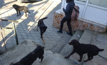 მიუსაფარი ძაღლების პრობლემა აბაშაში (ვიდეო)