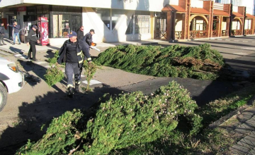 სამეგრელოში ქარმა პრობლემები შექმნა 