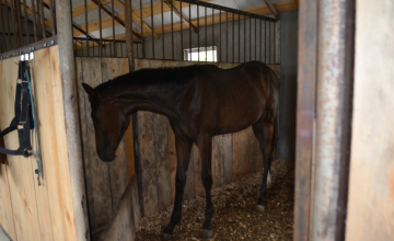 ზუგდიდის საცხენოსნო კლუბი ,,ხარება'' (ფოტორეპორტაჟი)