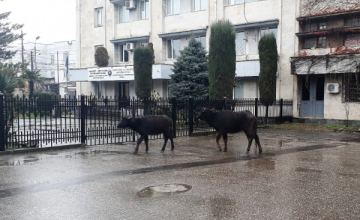 ზუგდიდში მსხვილფეხა საქონლის მეპატრონეები დაჯარიმდნენ 