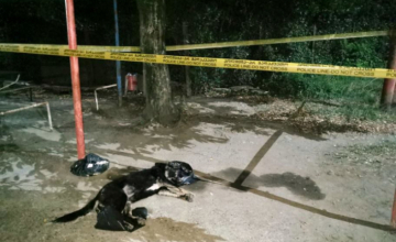 ცხოველებზე ძალადობისთვის სასჯელი გამკაცრდა