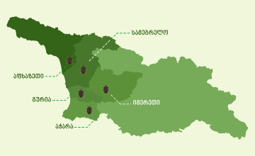 როგორია აზიური ფაროსანას გავრცელების გეოგრაფიული არეალი