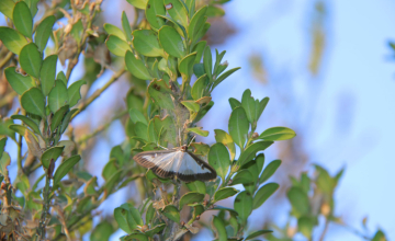 ბზის მოჭრაზე კონტროლი მკაცრდება