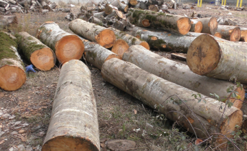 იანვრის თვეში სამეგრელო - ზემო სვანეთში უკანონოდ ხე-ტყის მოპოვების 31 ფაქტი გამოვლინდა
