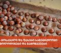 თხილის მოსავალი და ფასები სამეგრელოში - მოლოდინები და გამოწვევები (ფოტო)