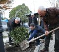 "მწვანე ბიუჯეტის" პროექტის ფარგლებში ზუგდიდში გამწვანების სამუშაოები მიმდინარეობს