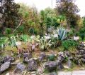 Сухумский и Зугдидский ботанические сады – зеленые островки с историей