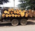 სამეგრელოში ბოლო ერთ თვეში ხე-ტყის უკანონო მოპოვების 50-მდე ფაქტი გამოვლინდა 